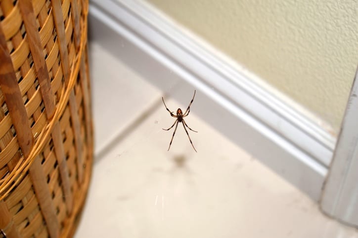 spider-control-laurinburg-rockingham-nc